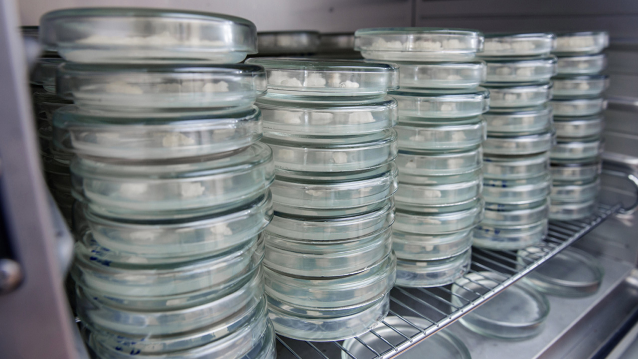 Life Science Use Cases | Petri Dishes in Storage | Sample Storage